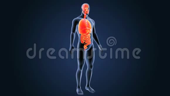 人体器官和身体视频的预览图