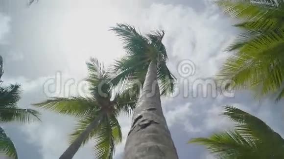热带岛屿上的高棕榈树视频的预览图