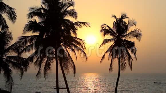 日落时的棕榈树剪影视频的预览图