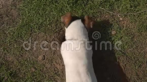 杰克罗素梗在草地上玩耍视频的预览图