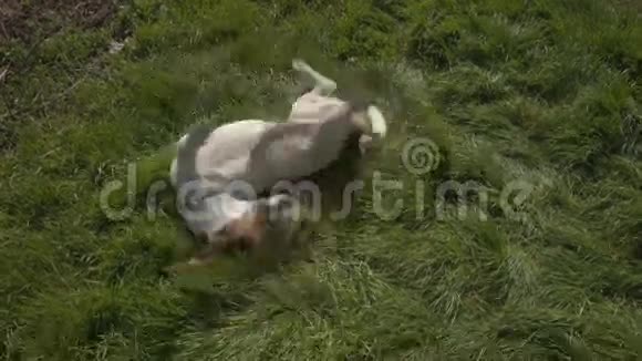 杰克罗素梗在草地上玩耍视频的预览图