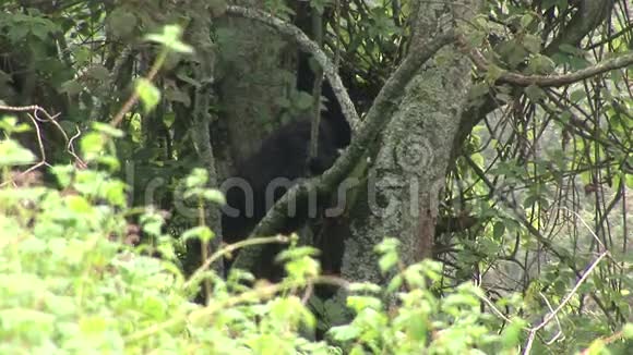 野生大猩猩卢旺达热带森林视频的预览图