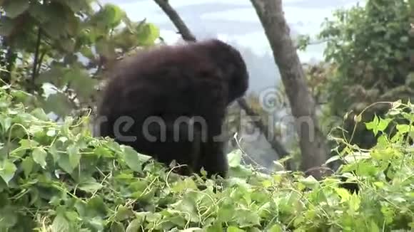 野生大猩猩卢旺达热带森林视频的预览图