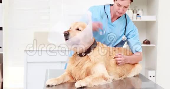 兽医在检查一只可爱的拉布拉多犬视频的预览图