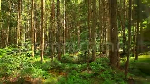 夏季森林的全景视频的预览图