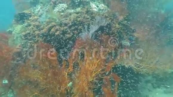 巴厘岛繁茂的珊瑚礁充满海洋生物和鱼群视频的预览图