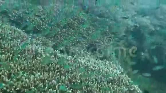 巴厘岛繁茂的珊瑚礁充满海洋生物和鱼群视频的预览图