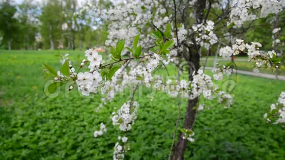 春暖花开的樱花树视频的预览图