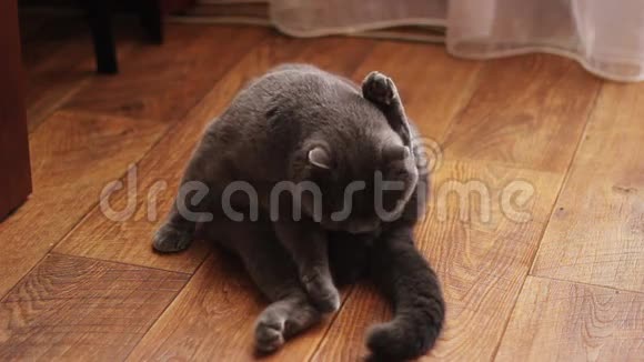 英国猫躺在地板上视频的预览图