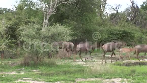非洲博茨瓦纳热带草原的野生羚羊视频的预览图