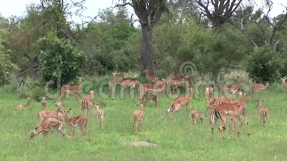 非洲博茨瓦纳热带草原的野生羚羊视频的预览图