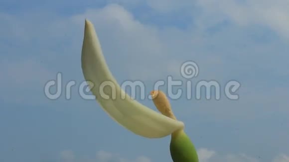 蓝天上的白色花朵视频的预览图