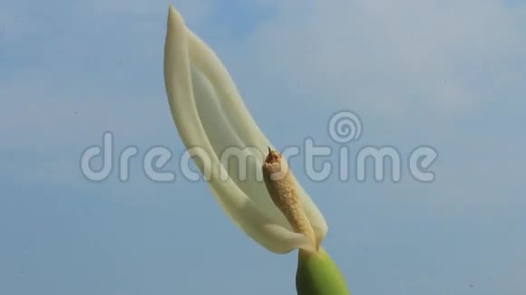 蓝天上的白色花朵视频的预览图