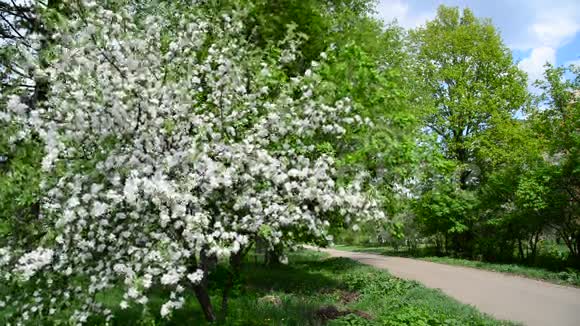 春天公园有盛开的苹果树视频的预览图