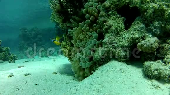 水下珊瑚礁红海视频的预览图