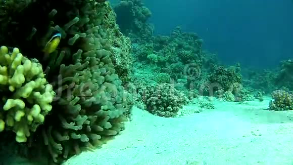 热带海洋水下珊瑚礁红海视频的预览图