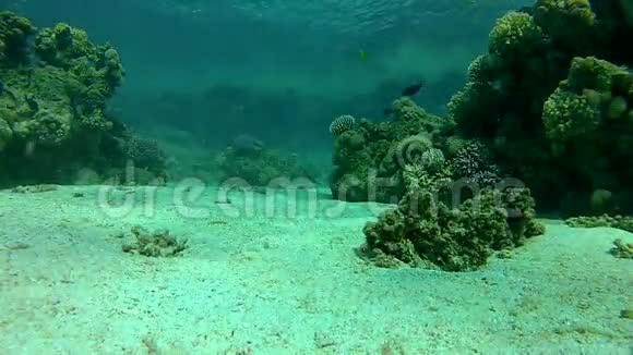 夏天大海珊瑚礁美丽的异国鱼类视频的预览图