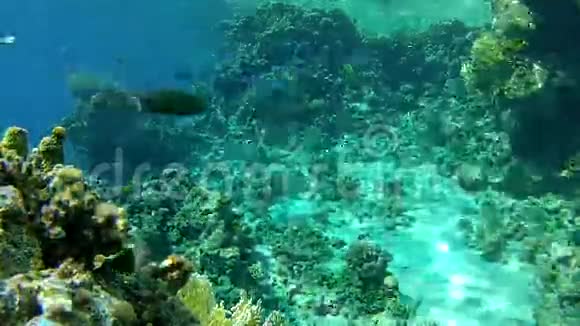 热带海洋中清澈的水珊瑚和鱼视频的预览图