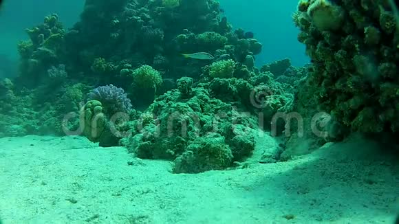 红海的碧水珊瑚峡谷视频的预览图