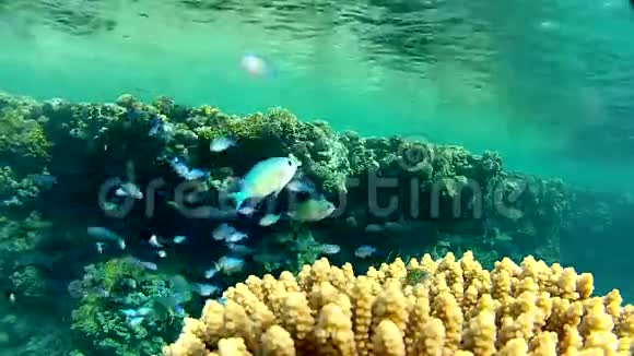 水下生活热带鱼视频的预览图