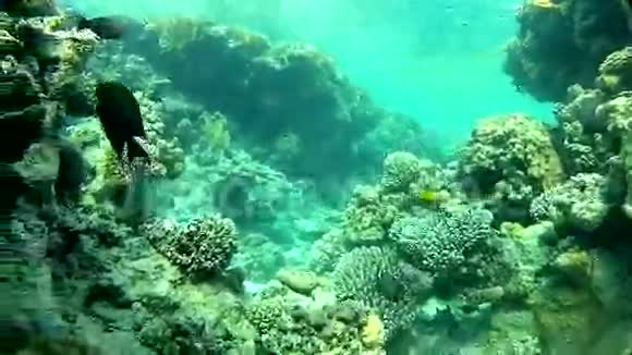 鱼和清水热带海洋视频的预览图