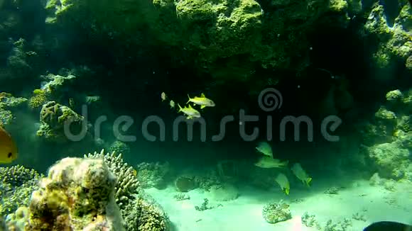 热带鱼红海的清澈的水视频的预览图