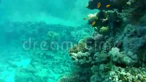 水下珊瑚礁红海视频的预览图