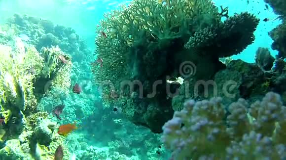 美丽的珊瑚和热带鱼视频的预览图