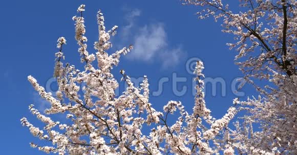 春天的白樱桃梅花视频的预览图