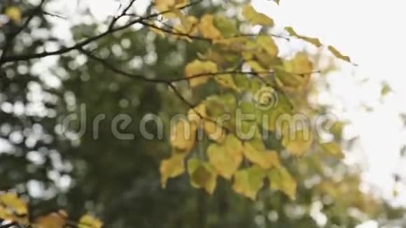 公园秋叶的背景视频的预览图