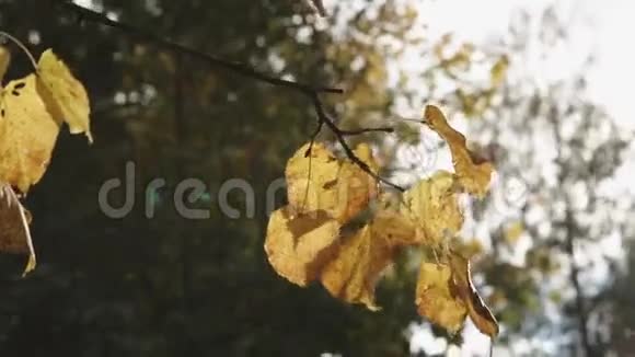 公园秋叶的背景视频的预览图