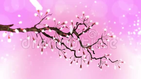 樱花盛开樱桃树枝樱花粉红色樱花粉色背景视频的预览图