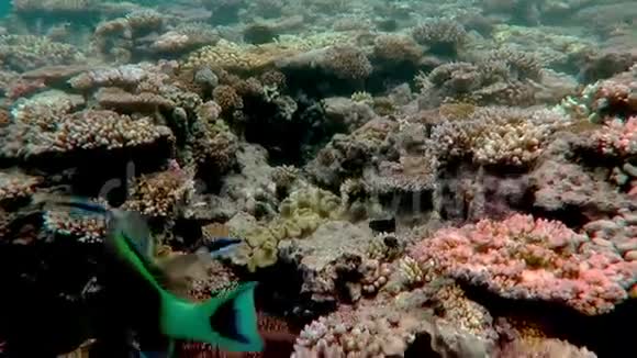 大堡礁珊瑚海中的珊瑚礁海洋生物视频的预览图