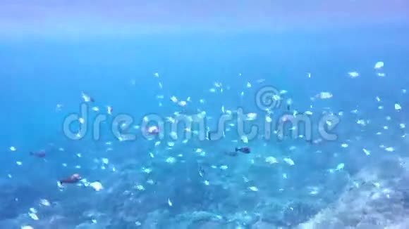 在印度洋潜水印度尼西亚视频的预览图