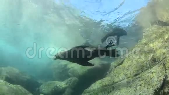 加州海狮视频的预览图