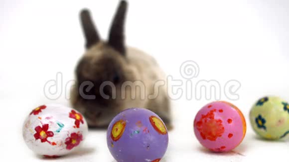 复活节兔子和五颜六色的鸡蛋视频的预览图