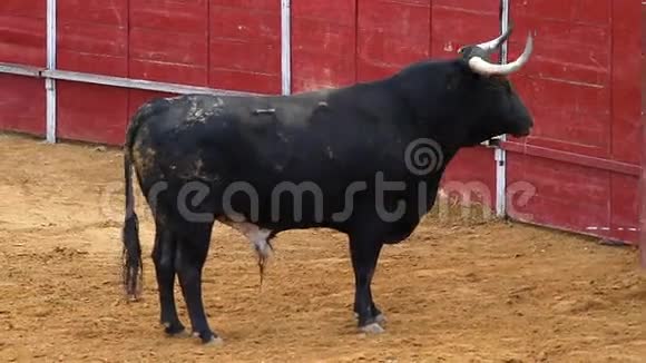 强大的西班牙公牛斗牛场视频的预览图
