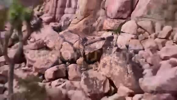 加州沙漠岩脊乔舒亚树视频的预览图