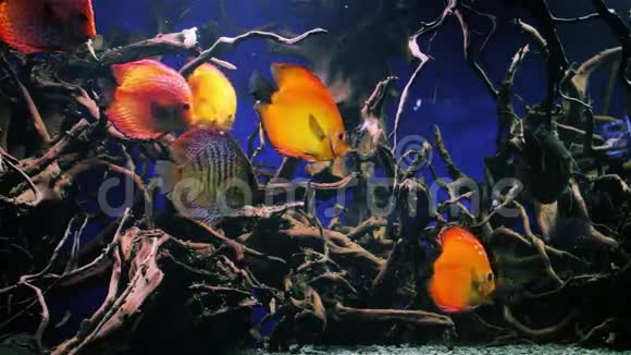 美丽的水下世界与热带鱼视频的预览图