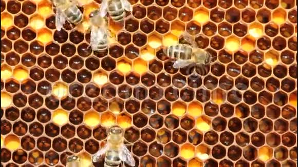花粉花蜜蜂蜜蜜蜂视频的预览图