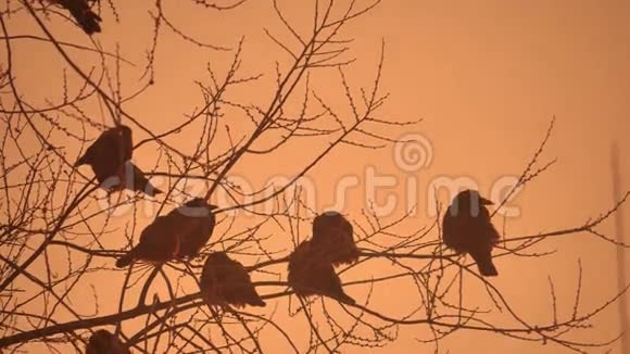 日落的大自然乌鸦成群的鸟坐在树上寒冷的冬天视频的预览图