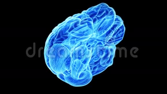 人类的大脑视频的预览图