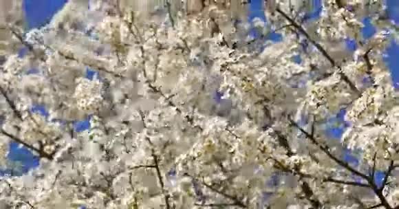 春天的白樱桃梅花视频的预览图