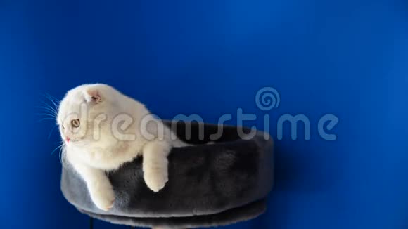 苏格兰折叠小猫躺在沙发上视频的预览图