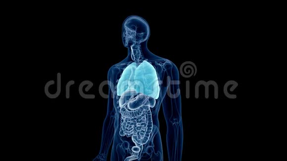 人类的肺视频的预览图