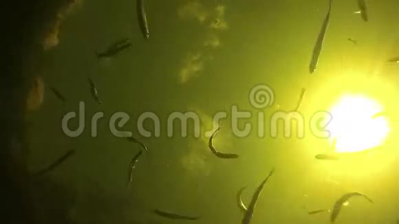 在水下游泳的鱼视频的预览图