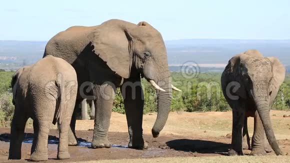 非洲象在水洞里视频的预览图