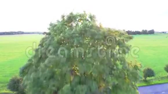 飞越美丽的田野和背景上的树木空中乡村景观视频的预览图
