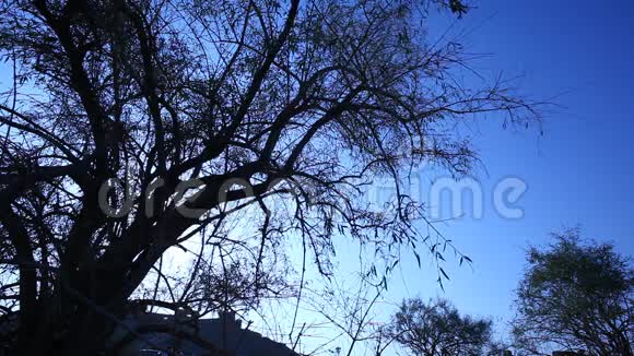 树的恐怖效果镜头视频的预览图