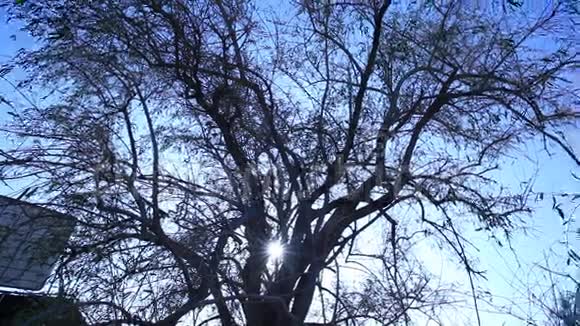 树的恐怖效果镜头视频的预览图